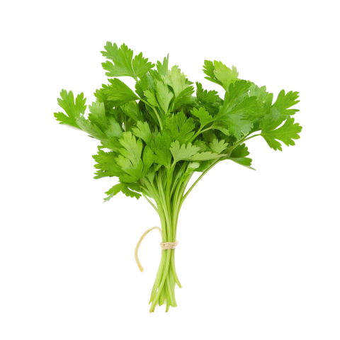Fresh bunch of coriander leaves tied toget on transparent background