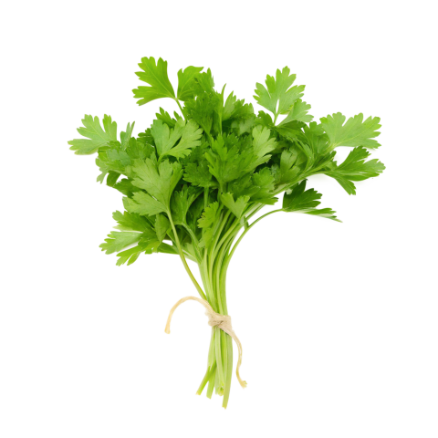 Fresh bunch of coriander leaves on transparent background