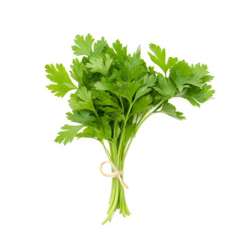 Fresh bunch of coriander leaves on transparent background