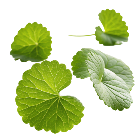 Fresh Gotu Kola Leaves Png