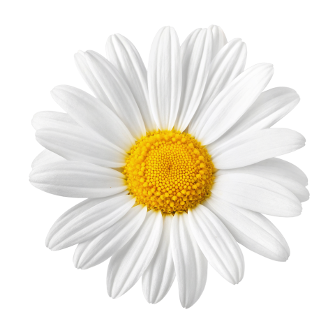 White daisy flower png