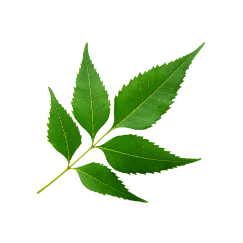 Fresh Neem Tree Leaf on Transparent Background