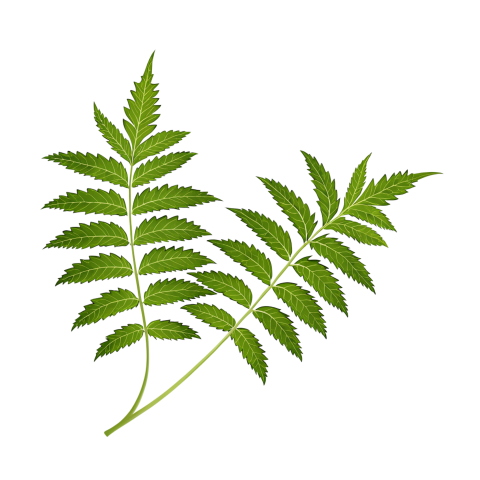 Fresh Neem Tree Leaf on Transparent Background