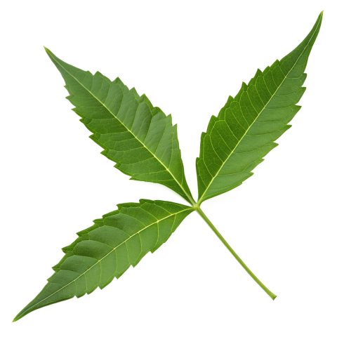 Fresh Neem Tree Leaf on Transparent Background