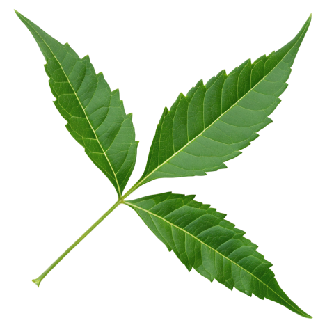 Fresh Neem Tree Leaf on Transparent Background
