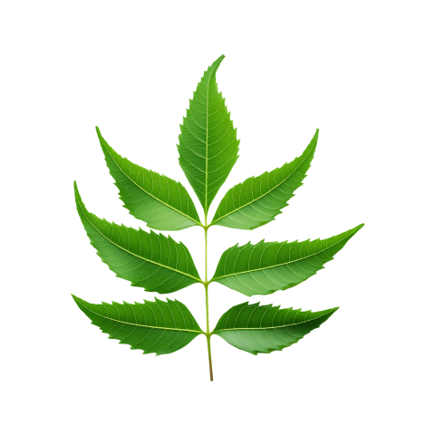 Fresh Neem Tree Leaf on Transparent Background