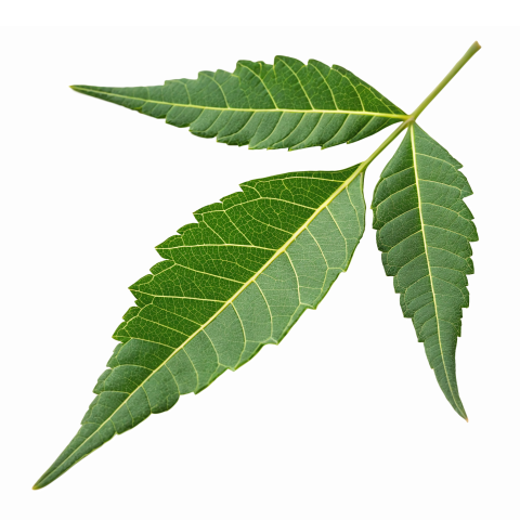 Fresh Neem Tree Leaf on Transparent Background