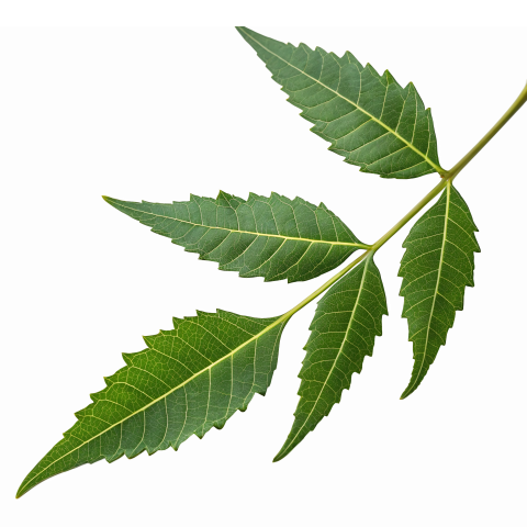 Fresh Neem Tree Leaf on Transparent Background