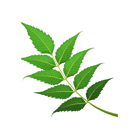 Fresh Neem Tree Leaf on Transparent Background