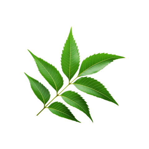 Fresh Neem Tree Leaf on Transparent Background