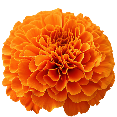 Orange Marigold Flower on Transparent Background