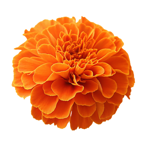 Orange Marigold Flower on Transparent Background