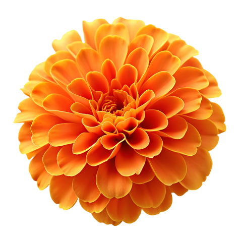 Orange Marigold Flower Png