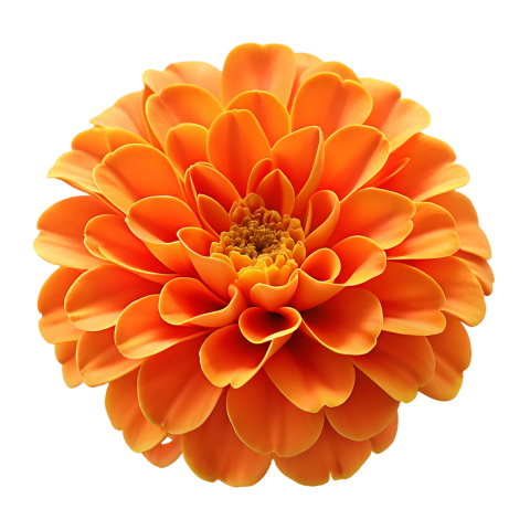 Orange Marigold Flower Png
