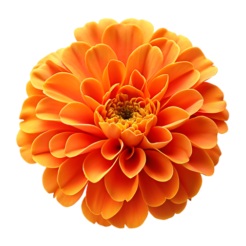 Orange Marigold Flower Png