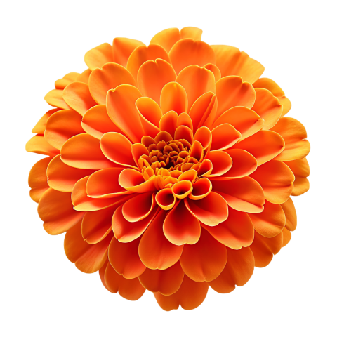 Orange Marigold Flower on Transparent Background