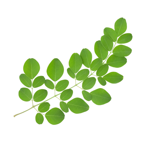 Fresh Green Moringa Leaf Branch on Transparent background