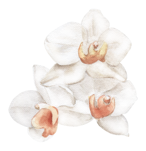 Watercolor Illustration Floral Element Orchid Png