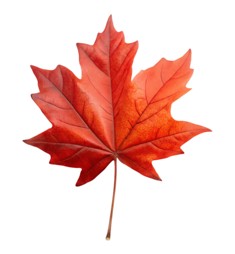 Brown Maple Leaf on Transparent Background Png