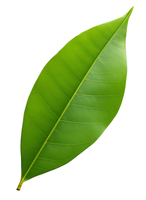 Green Leaf on Transparent Background Png
