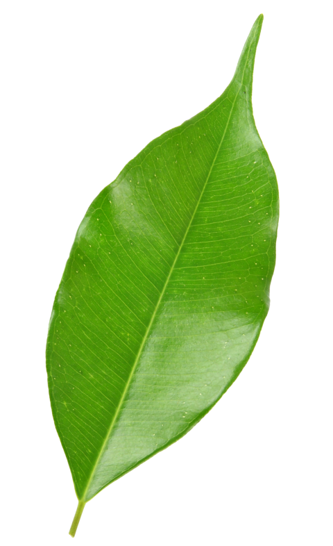 Green Leaf on Transparent Background Png
