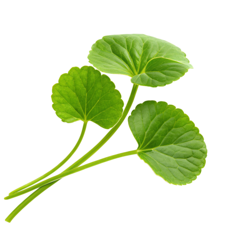 Fresh Gotu Kola Leaves on Transparent Background