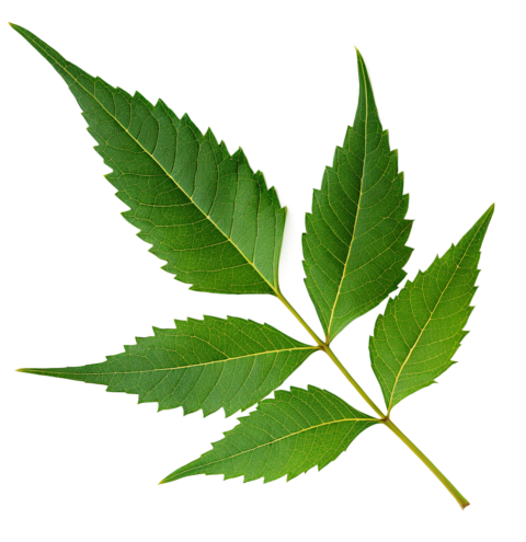 Fresh Neem Tree Leaf Png