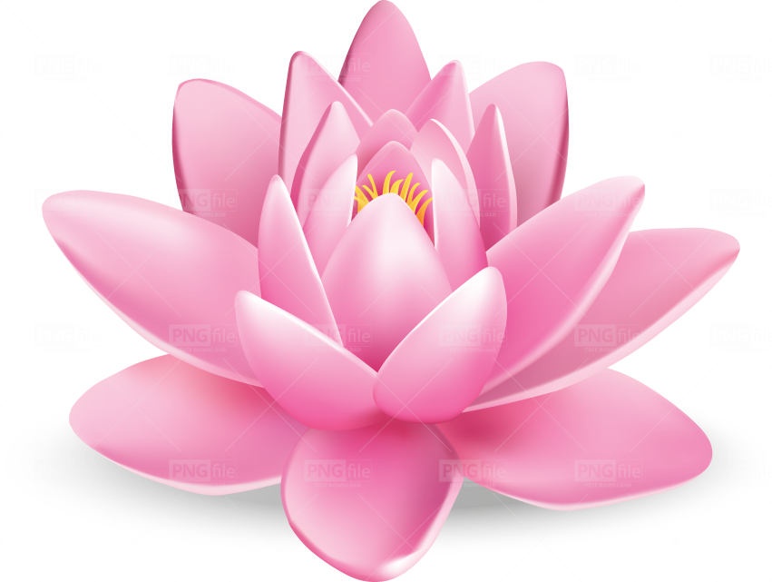 Lotus Flower Png Photo 997 Pngfile Net Free Png Images Download