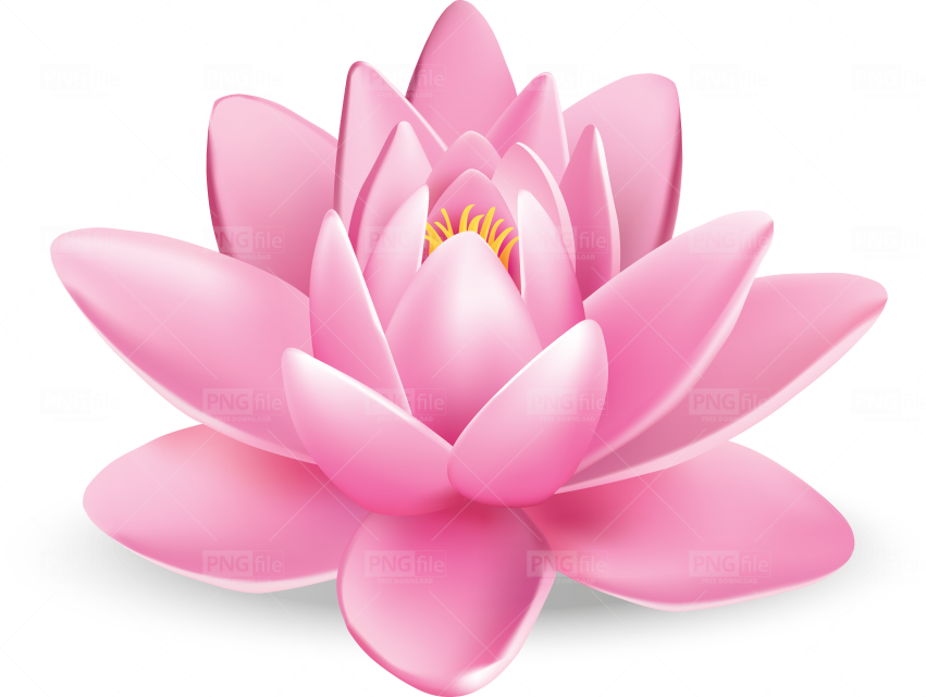 lotus flower png,lotus flower,lotus,pink lotus,Free png download,free png.....